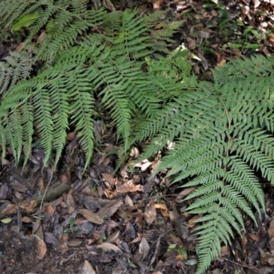 Calochlaena dubia (Rainbow Fern) at Cockwhy, NSW - 5 Jul 2018 by plants