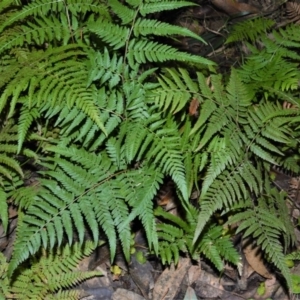 Hypolepis muelleri at Cockwhy, NSW - 5 Jul 2016