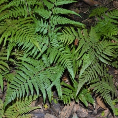 Hypolepis muelleri (Harsh Ground Fern, Swamp Bracken) at Cockwhy, NSW - 5 Jul 2016 by plants