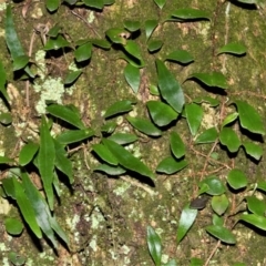 Pyrrosia rupestris (Rock Felt Fern) at Cockwhy, NSW - 3 Jul 2018 by plants
