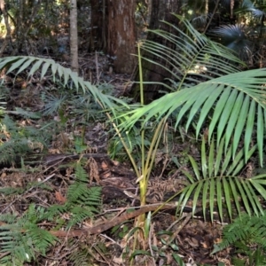 Archontophoenix cunninghamiana at Cockwhy, NSW - 5 Jul 2018