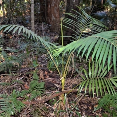 Archontophoenix cunninghamiana (Piccabeen, Bangalow Palm) at Murramarang National Park - 4 Jul 2018 by plants