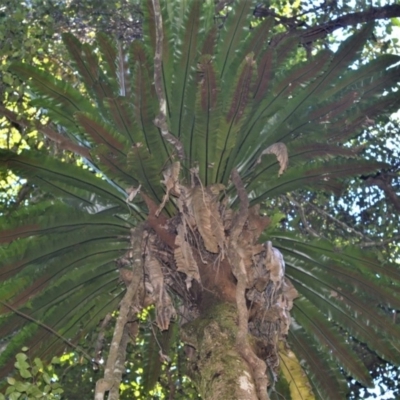 Asplenium australasicum (Bird's Nest Fern, Crow's Nest Fern) at Cockwhy, NSW - 4 Jul 2018 by plants