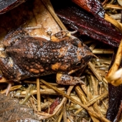 Uperoleia laevigata (Smooth Toadlet) at Hall, ACT - 14 Dec 2018 by TyrieStarrs