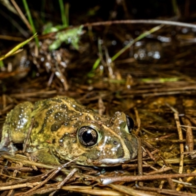 Neobatrachus sudellae (Sudell's Frog or Common Spadefoot) at Wanniassa Hill - 14 Dec 2018 by TyrieStarrs