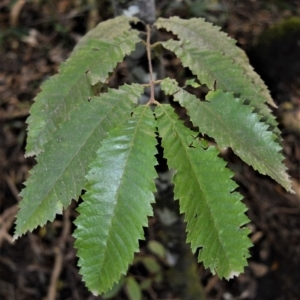 Callicoma serratifolia at Cockwhy, NSW - 5 Jul 2018 12:23 AM