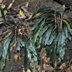 Blechnum patersonii subsp. patersonii at Cockwhy, NSW - 5 Jul 2018 12:00 AM