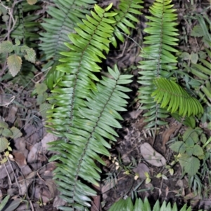 Pellaea falcata at Morton, NSW - suppressed