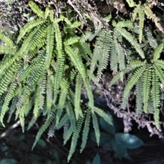 Adiantum hispidulum var. hispidulum (Rough Maidenhair) at Morton, NSW - 4 Jul 2018 by plants