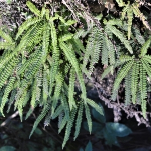 Adiantum hispidulum var. hispidulum at Morton, NSW - 5 Jul 2018