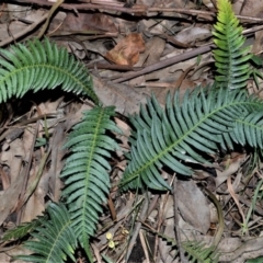 Blechnum neohollandicum (Prickly Rasp Fern) at Morton, NSW - 5 Jul 2018 by plants