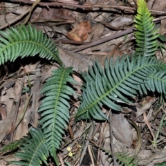 Blechnum neohollandicum (Prickly Rasp Fern) at Morton, NSW - 4 Jul 2018 by plants