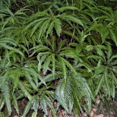 Sticherus flabellatus var. flabellatus (Umbrella Fern) at Yadboro, NSW - 4 Jul 2018 by plants