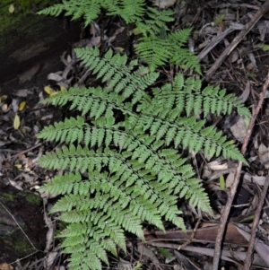 Diplazium australe at Yadboro, NSW - suppressed