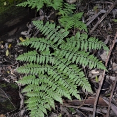 Diplazium australe (Austral Lady Fern) at Yadboro, NSW - 4 Jul 2018 by plants