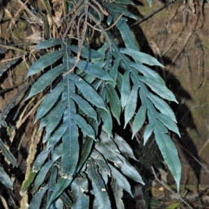 Blechnum patersonii subsp. patersonii at Yadboro, NSW - 5 Jul 2018