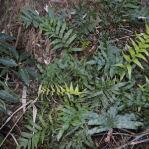 Blechnum camfieldii at Ulladulla, NSW - 5 Jul 2005