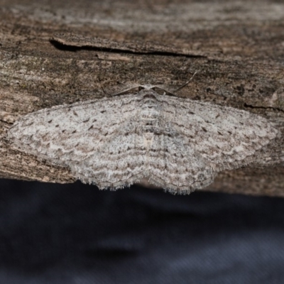 Phelotis cognata (Long-fringed Bark Moth) at Watson, ACT - 3 May 2019 by kdm