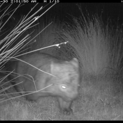 Vombatus ursinus (Common wombat, Bare-nosed Wombat) at Michelago, NSW - 30 Apr 2019 by Illilanga