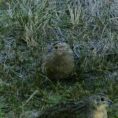 Synoicus ypsilophorus (Brown Quail) at Michelago, NSW - 27 Apr 2019 by Illilanga