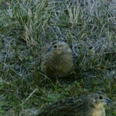 Synoicus ypsilophorus (Brown Quail) at Michelago, NSW - 27 Apr 2019 by Illilanga