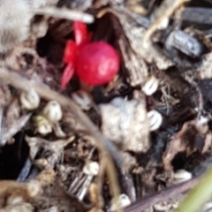 Einadia nutans subsp. nutans (Climbing Saltbush) at Isaacs Ridge - 5 May 2019 by Mike