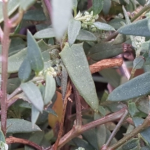 Einadia nutans subsp. nutans at Isaacs Ridge - 5 May 2019