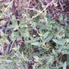 Einadia nutans subsp. nutans at Isaacs Ridge - 5 May 2019