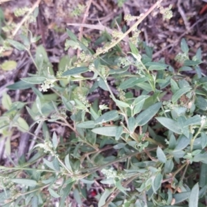 Einadia nutans subsp. nutans at Isaacs Ridge - 5 May 2019