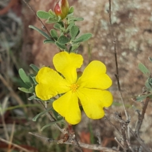 Hibbertia obtusifolia at Isaacs, ACT - 5 May 2019