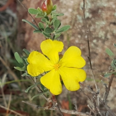 Hibbertia obtusifolia (Grey Guinea-flower) at Isaacs Ridge and Nearby - 5 May 2019 by Mike