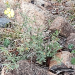 Hibbertia obtusifolia at Isaacs, ACT - 5 May 2019