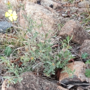 Hibbertia obtusifolia at Isaacs, ACT - 5 May 2019