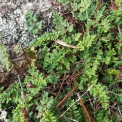 Cheilanthes sp. (Rock Fern) at Isaacs, ACT - 5 May 2019 by Mike