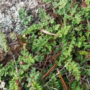 Cheilanthes sp. at Isaacs, ACT - 5 May 2019 02:35 PM