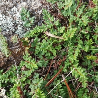 Cheilanthes sp. (Rock Fern) at Isaacs Ridge and Nearby - 5 May 2019 by Mike