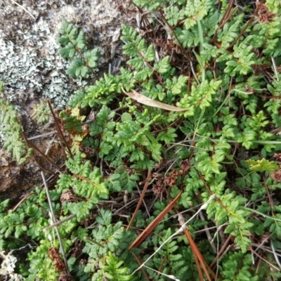 Cheilanthes (genus) (Rock Fern) at Isaacs, ACT - 5 May 2019 by Mike