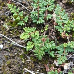 Cheilanthes sp. at Isaacs, ACT - 5 May 2019