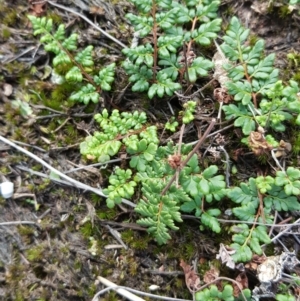 Cheilanthes sp. at Isaacs, ACT - 5 May 2019 02:35 PM