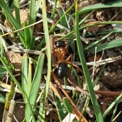 Camponotus consobrinus (Banded sugar ant) at Isaacs, ACT - 5 May 2019 by Mike