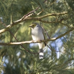 Ptilotula penicillata (White-plumed Honeyeater) at Illilanga & Baroona - 3 May 2019 by Illilanga