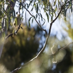 Ptilotula penicillata at Michelago, NSW - 4 May 2019