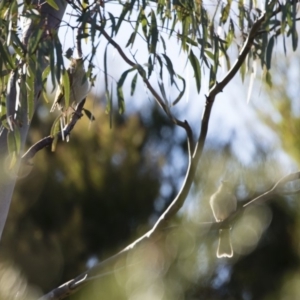 Ptilotula penicillata at Michelago, NSW - 4 May 2019