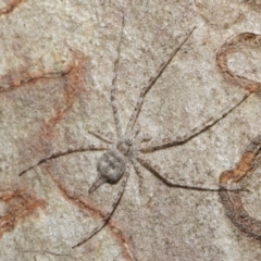 Tamopsis sp. (genus) (Two-tailed spider) at Hackett, ACT - 4 May 2019 by TimL