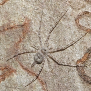 Tamopsis sp. (genus) at Hackett, ACT - 4 May 2019