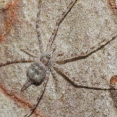 Tamopsis sp. (genus) at Hackett, ACT - 4 May 2019 12:45 PM