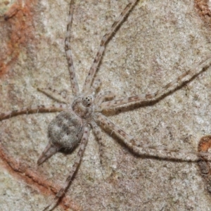 Tamopsis sp. (genus) at Hackett, ACT - 4 May 2019 12:45 PM