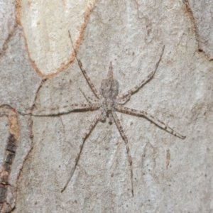 Tamopsis sp. (genus) at Hackett, ACT - 4 May 2019