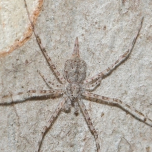 Tamopsis sp. (genus) at Hackett, ACT - 4 May 2019 12:45 PM