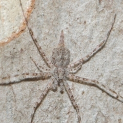 Tamopsis sp. (genus) at Hackett, ACT - 4 May 2019